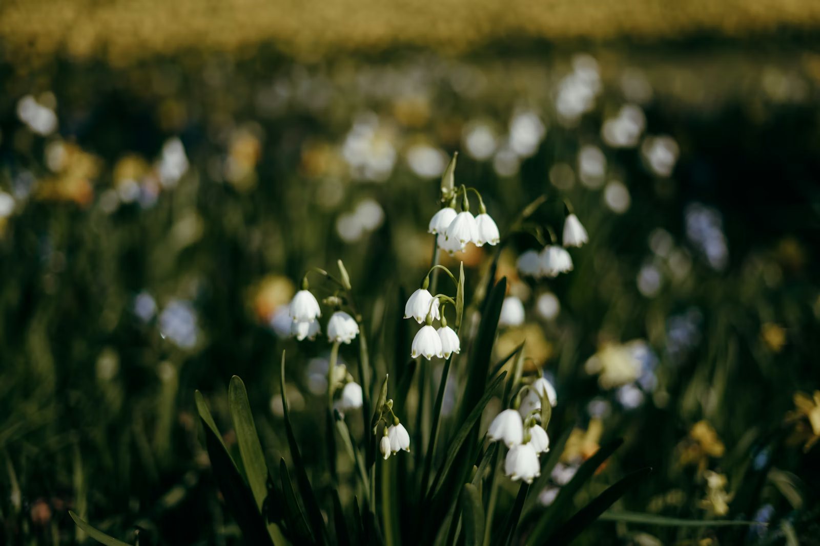 How to Compare Base Derivatives Protocols After Short-Term Perp Volume Jumps